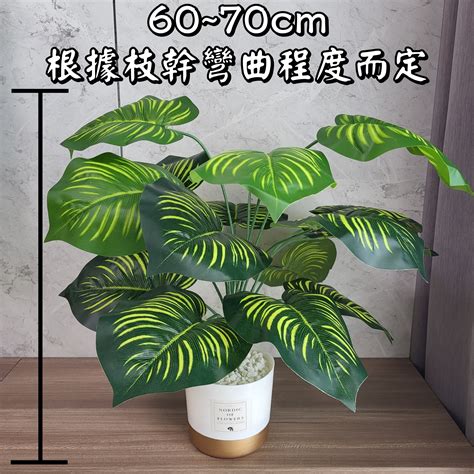 仿真植物 風水|【仿真盆栽風水】仿真盆栽風水！4大禁忌不可不知，擺錯恐衰整。